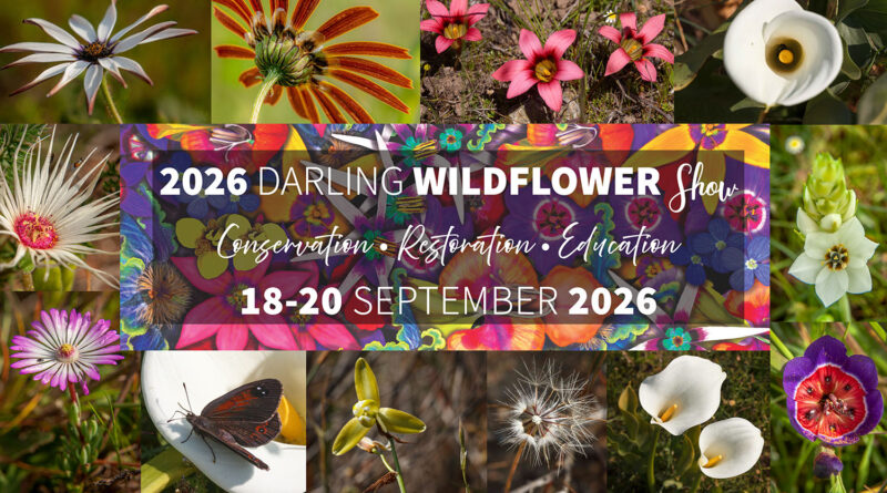 Darling se veldblomskou om die draai